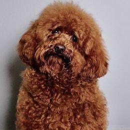 Double Doodles, Goldendoodles, and Labradoodles from Old Macs Doodles