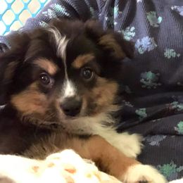 Australian Shepherd, Miniature Australian Shepherd, and Toy Australian Shepherd Puppies from Rumour Has It Aussies