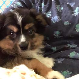 Australian Shepherd, Miniature Australian Shepherd, and Toy Australian Shepherd Puppies from Rumour Has It Aussies
