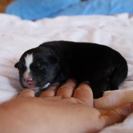 Bandit - Black tri-color male Australian Shepherd puppy in Sonoita, Arizona from Gardner Canyon Kennels