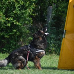 German Shepherds from Haus des Schutzes