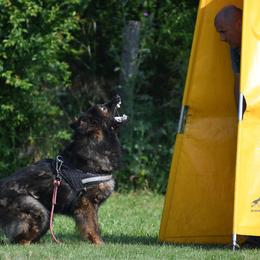 German Shepherds from Haus des Schutzes