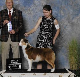 Ginger - Miniature American Shepherd