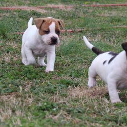 American Bulldog Puppies from Rogue Native Bulldogs
