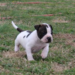 American Bulldog Puppies from Rogue Native Bulldogs