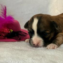 Sofia - Black sabled fawn female Chihuahua puppy in Seneca, Missouri from Stephanie’s Puppy Colony