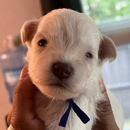Boy-3- blue - Wheaten male Miniature Schnauzer puppy in Lehigh Acres, Florida from Regency Schnauzer