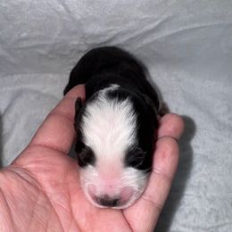 Diesel - Black tri male Miniature Australian Shepherd puppy in Angleton, Texas from 4LH Australian shepherds