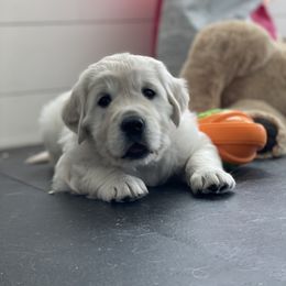 Golden Retriever Puppies from Bramble Berry Goldens