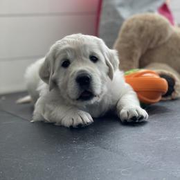 Golden Retriever Puppies from Bramble Berry Goldens
