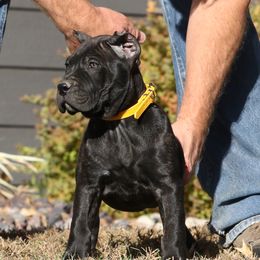 Mustard Collar - Tiger female Perro de Presa Canario puppy in Pocahontas, Illinois from Cabeza Grande Kennel