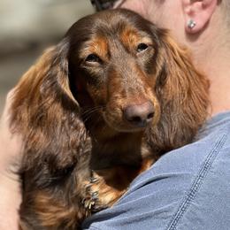 Sawyer - Dachshund