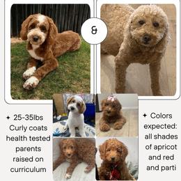 Puppy deposit spot 3 - Parti male Goldendoodle puppy in Watertown, New York from True Friend Doodles