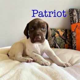 Patriot - Liver and white male German Shorthaired Pointer puppy in Polk City, Florida from Yates’ GSP