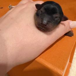 Heath - Black and tan male Yorkshire Terrier puppy in Illinois from Pretty Little Yorkies