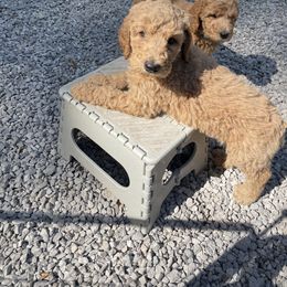 Poodle Puppies from FurEver Poodles