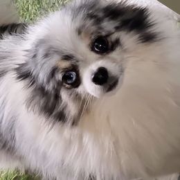 Rose - Pomeranian