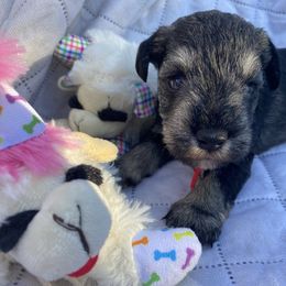Red - Salt and pepper male Miniature Schnauzer puppy in Ravensdale, Washington from Serenity Schnauzers