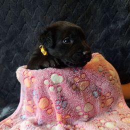 Lilith - Black female Labrador Retriever puppy in Bemidji, Minnesota from Northern Star Elite Quality Labrador Retrievers