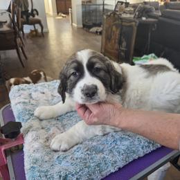 Girl 1 - White and gray female Pyrenean Mastiff puppy in Montrose, Pennsylvania from Norfolk Heritage Farm