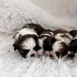 Shih Tzu Puppies from Jodi’s Shihtzus