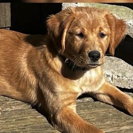 Dreamt - Golden Retriever