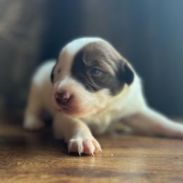 Lima Bean - White and red female Border Collie puppy in Jefferson, Pennsylvania from Willis Farm