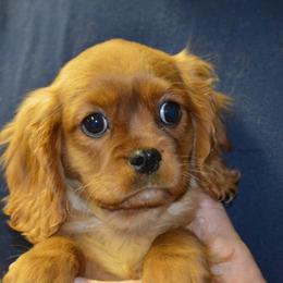 Rebecca - Ruby female Cavalier King Charles Spaniel puppy in Townville, South Carolina from Mid Lake Cavaliers