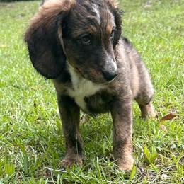 Blue collar - Brown merle male Aussiedoodle puppy in Melrose, Florida from Howdilly Doodley