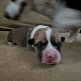 Pembroke Welsh Corgi and Saint Bernard Puppies from Middle Georgia Saints and Corgis
