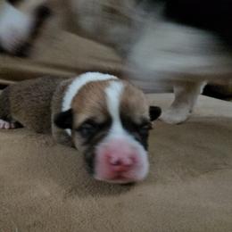 Pembroke Welsh Corgi and Saint Bernard Puppies from Middle Georgia Saints and Corgis