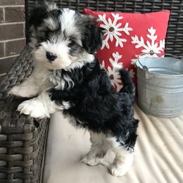 Havanese Puppies from Arrow Hope Farms