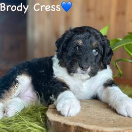 Brody Cress - Black tri-color male Aussiedoodle puppy in Lancaster, Minnesota from Finney Ranch