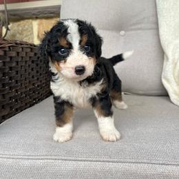 Charlie - Tri-color male Bernedoodle puppy in Holtwood, Pennsylvania from Country Ridge Puppies