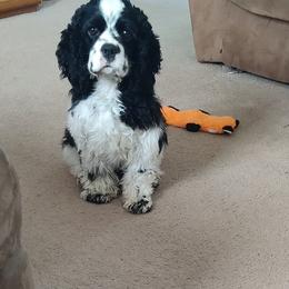 Pepper - Cocker Spaniel