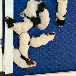 Boy 1 - Black male German Shorthaired Pointer puppy in Dearborn, Missouri from Hardwood Kennels