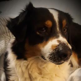 Mya - Australian Shepherd