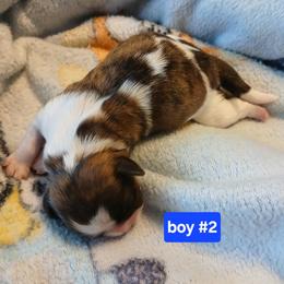 Shih Tzu Puppies from 2 Sons & 4 Paws Puppies