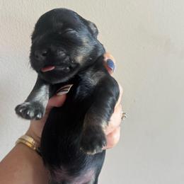 Boy 5 - Black and silver male Miniature Schnauzer puppy in Independence, Missouri from Crown Schnauzers KC