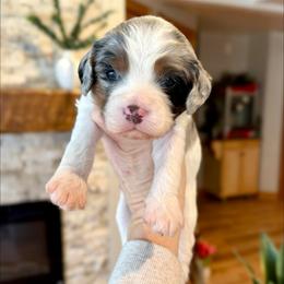 Suede - Merle male Cavapoo puppy in Midland, Michigan from Northern Charm Farm