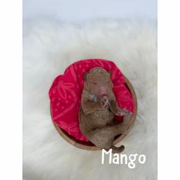 Mango - Red  male Goldendoodle puppy in Smithfield, Kentucky from KBK9 Kennels