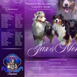 Australian Shepherd puppies from Parsons Australian Shepherds