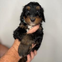Boy 5 - Tri-color male Bernedoodle puppy in Surprise, Arizona from Huckleberry Doodles