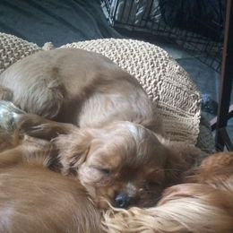 Penny - Cavalier King Charles Spaniel