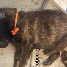 Orange - Black brindle male Dutch Shepherd puppy in Raceland, Louisiana from Fontana Farm