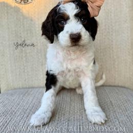 Yelena - Brown and white female Bernedoodle puppy in Owasso, Oklahoma from Kallams Bernedoodles & Bernese Mountain Dogs