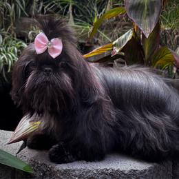 Ethel - Black female Shih Tzu puppy in Apple Valley, California from Southern California Shih Tzu Palace