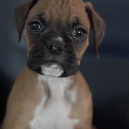 Boxer Puppies from TwinBrook Boxers