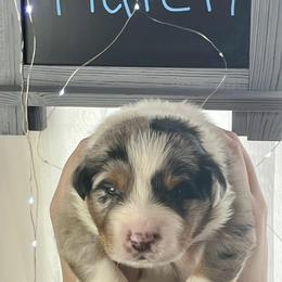 Boy 1 - Blue merle Australian Shepherd puppy in Gowen, Michigan from XA AUSTRALIAN SHEPHERDS