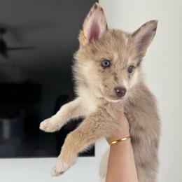 Millie - Merle female Pomsky puppy in Goodyear, Arizona from Velvet Pomskies